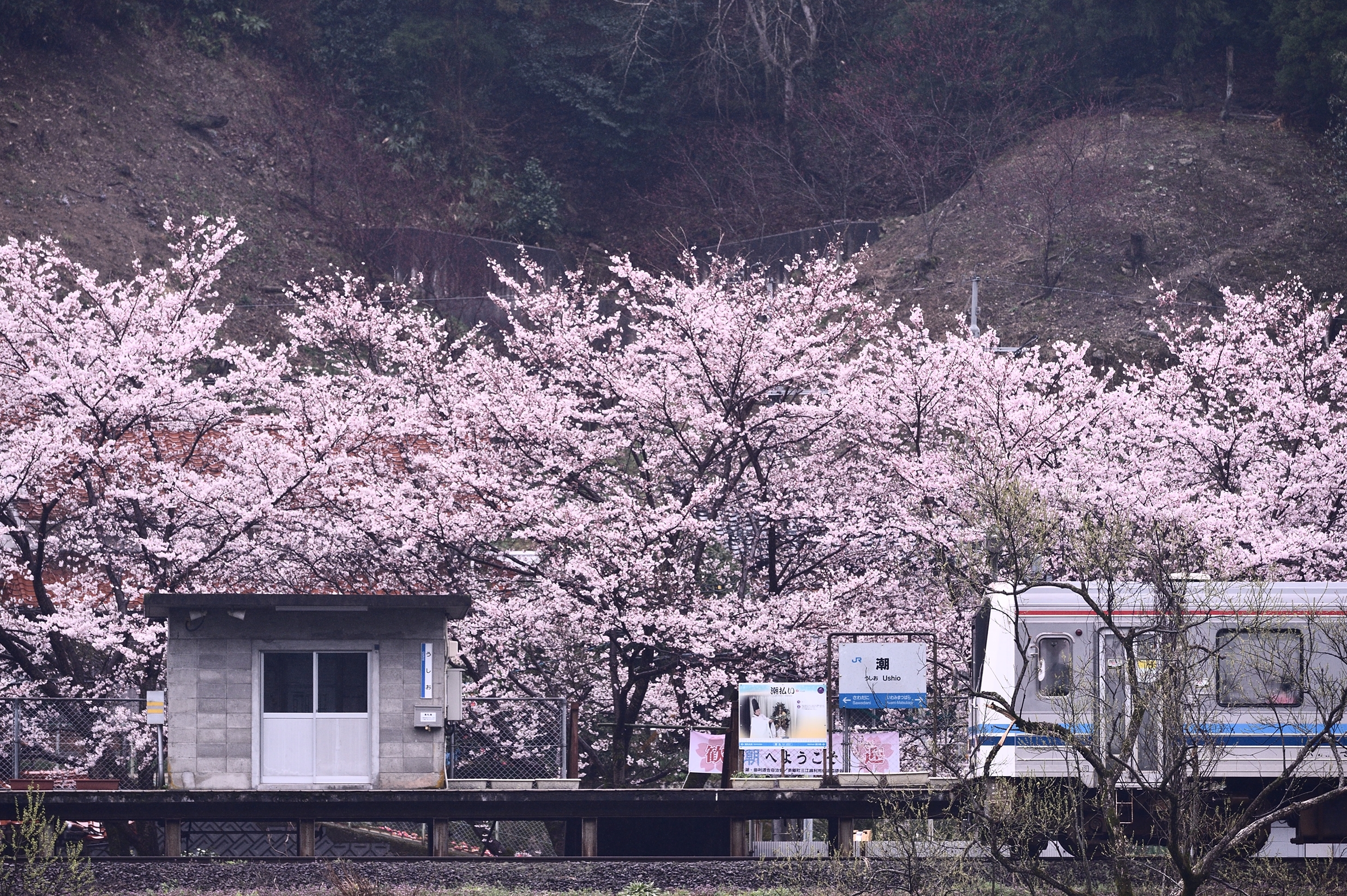 潮駅と桜4